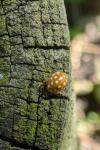 Halyzia sedecimguttata