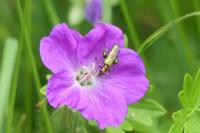 Oedemera nobilis