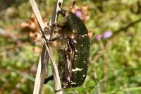 Cetonia aurata