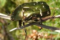 Cetonia aurata