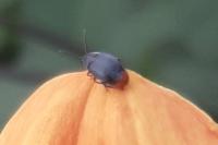Bruchidius siliquastri