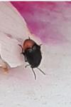 Bruchidius siliquastri