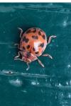 Subcoccinella vigintiquatuorpunctata