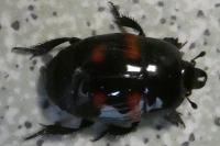 Hister quadrimaculatus