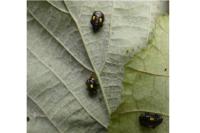 Halyzia sedecimguttata