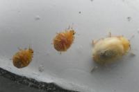 Vibidia duodecimguttata