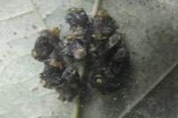 Halyzia sedecimguttata