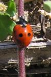 Coccinella septempunctata