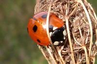 Coccinella septempunctata
