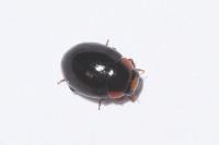 Hyperaspis