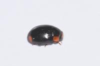 Hyperaspis