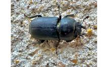 Dorcus parallelipipedus