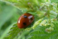 Coccinella septempunctata