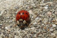 Harmonia axyridis