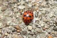 Oenopia conglobata