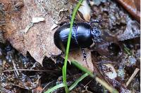 Anoplotrupes stercorosus