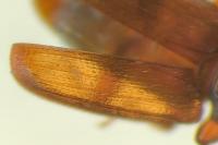 Cryptolestes pusillus