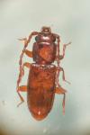 Placonotus testaceus