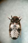 Dermestes undulatus