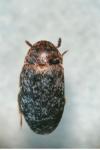 Dermestes undulatus