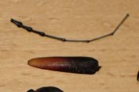 Cerambyx cerdo