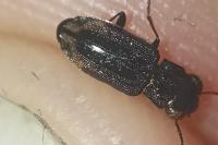 Notiophilus quadripunctatus