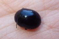 Chrysolina haemoptera