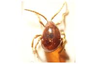 Gibbium psylloides