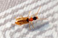 Demetrias atricapillus