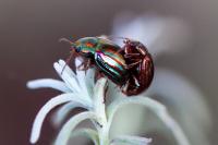 Chrysolina americana