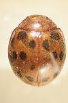Subcoccinella vigintiquatuorpunctata