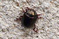 Chrysolina bankii