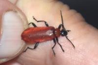 Pyrochroa coccinea