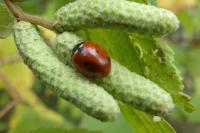 Coccinella septempunctata