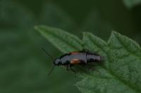 Tachinus subterraneus