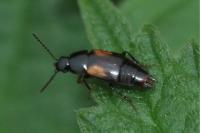 Tachinus subterraneus