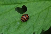 Harmonia axyridis