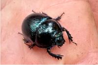 Anoplotrupes stercorosus