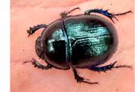 Anoplotrupes stercorosus