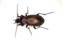 Carabus nemoralis