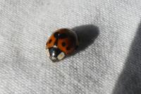 Harmonia axyridis