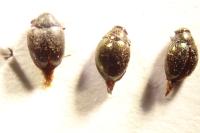 Lamprobyrrhulus nitidus