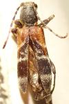 Anaglyptus mysticus