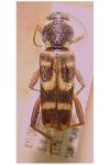Xylotrechus arvicola
