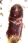 Ips typographus