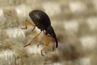 Protapion fulvipes
