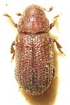 Hylurgops palliatus