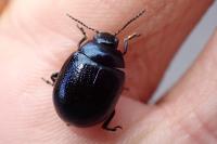 Chrysolina haemoptera