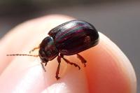 Chrysolina americana