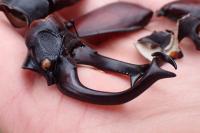 Lucanus cervus